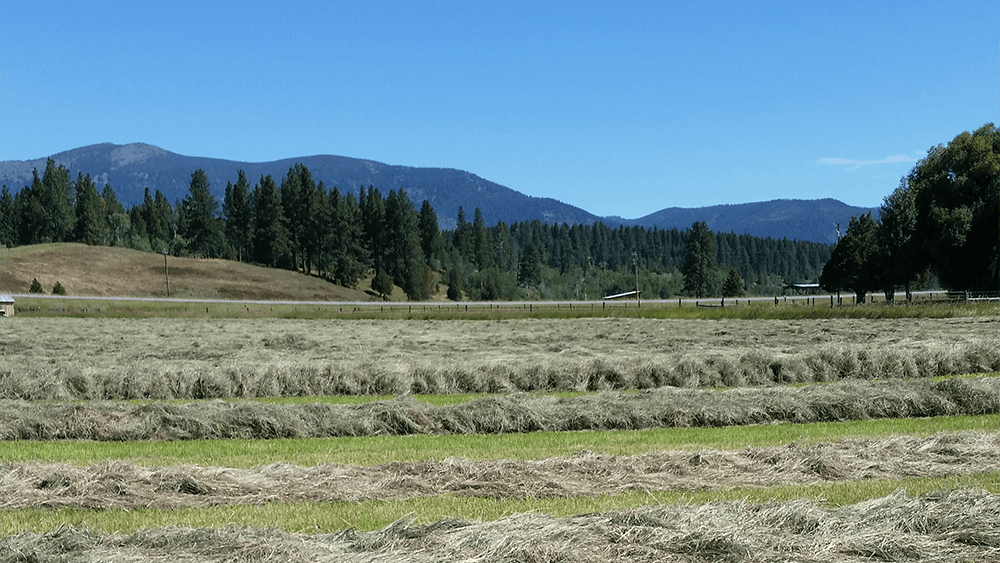 field