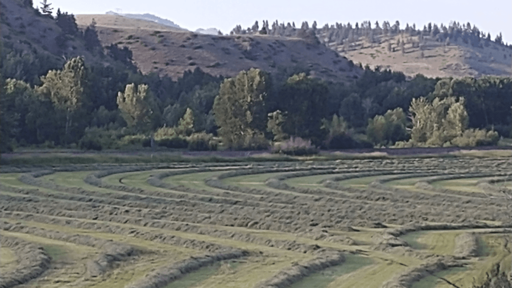 field